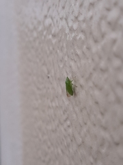 Xerophloea viridis