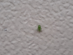 Xerophloea viridis