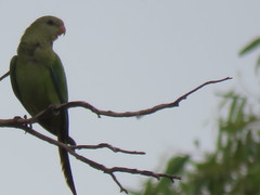 Polytelis swainsonii