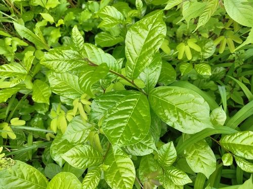 Orixa japonica observed 2026-04-25