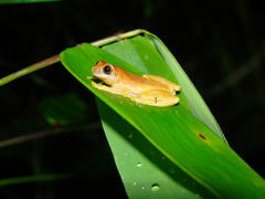 Dendropsophus werneri