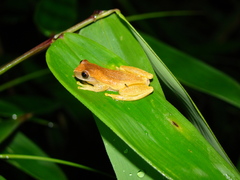 Dendropsophus werneri