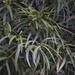 Podocarpus salignus - Photo (c) Claudio Maureira, μερικά δικαιώματα διατηρούνται (CC BY-NC-SA), uploaded by Claudio Maureira