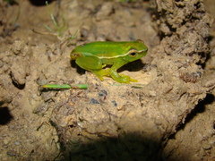 Sphaenorhynchus caramaschii