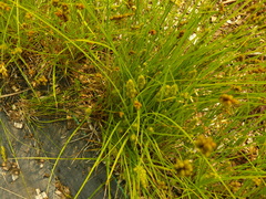 Carex bebbii