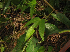 Passiflora choconiana