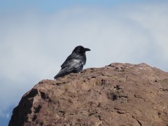 Corvus corax