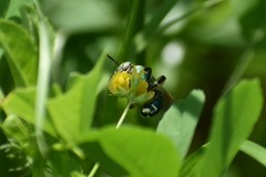 Agapostemon splendens