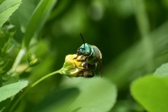 Agapostemon splendens