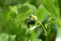 Agapostemon splendens