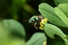 Agapostemon splendens