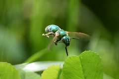 Agapostemon splendens