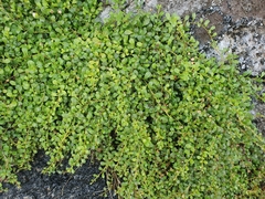 Samolus repens repens