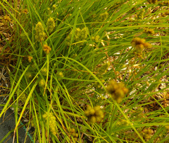 Carex bebbii