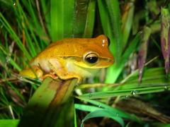 Boana bischoffi