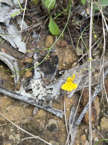 Goodenia paniculata observed 2026-04-25