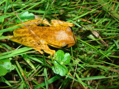 Boana bischoffi