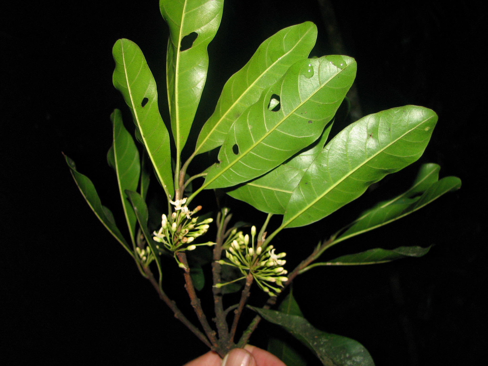 Sideroxylon portoricense