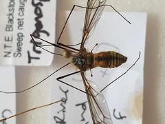 Leptotarsus vulpinus