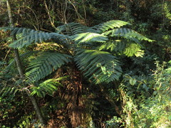 Sphaeropteris lepifera