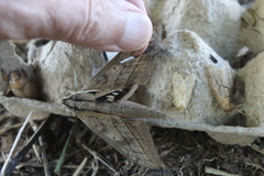 Xylophanes anubus