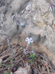Silene secundiflora