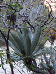 Dioon