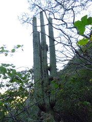 Cereeae