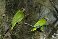 Amazona ventralis