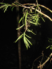 Columnea linearis