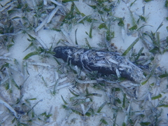 Holothuria mexicana