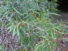 Blepharocalyx salicifolius