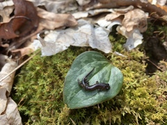 Plethodon teyahalee
