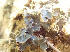 Peltigera neckeri