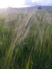 Hordeum jubatum