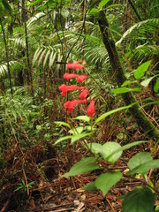 Scutellaria longifolia