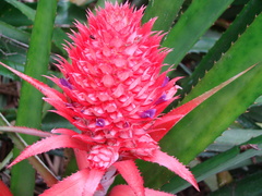 Ananas