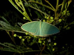 Chlorocoma melocrossa