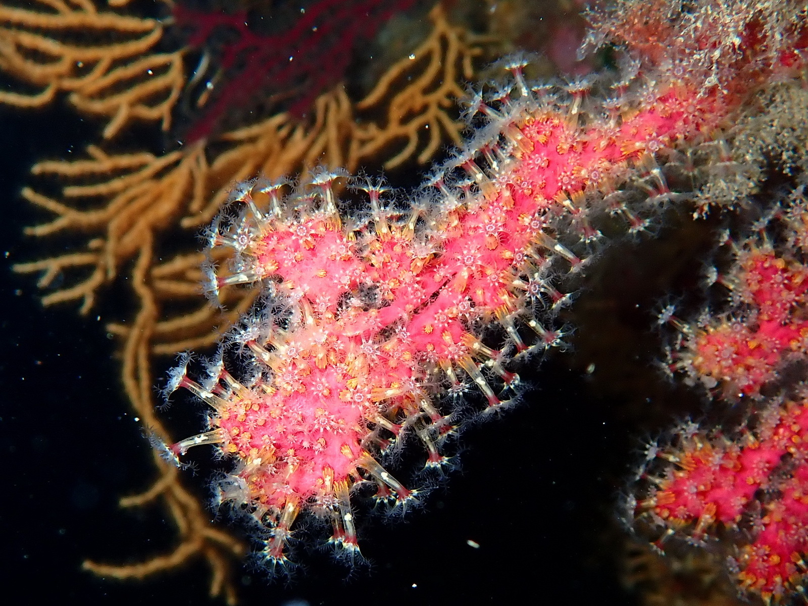 Alcyonium coralloides (Pallas, 1766)