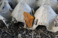 Eulepidotinae