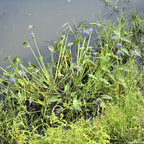 Pontederia hastata observed 2026-04-25
