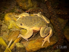 Telmatobius hintoni
