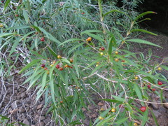 Blepharocalyx salicifolius