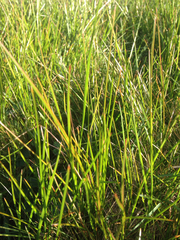 Juncus phaeocephalus
