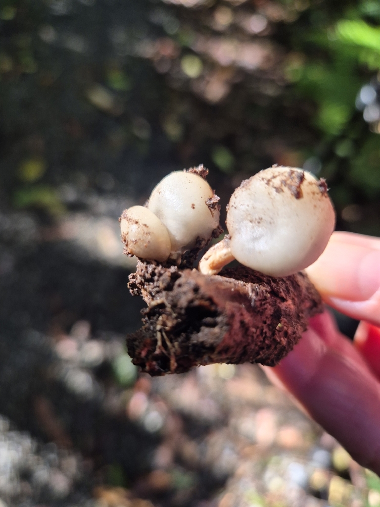 Psilocybe weraroa