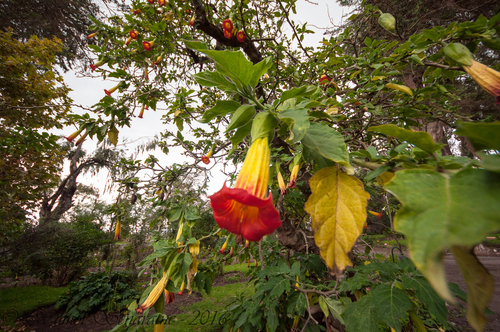 Brugmansia sanguinea