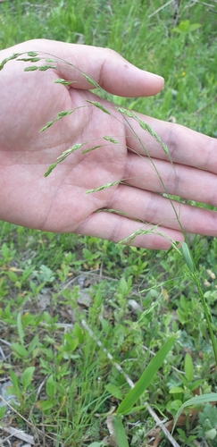 Poa hisauchii iNat (2)