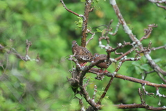 Zenaida galapagoensis
