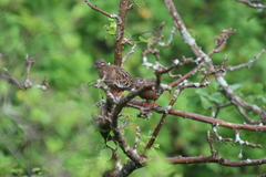 Zenaida galapagoensis
