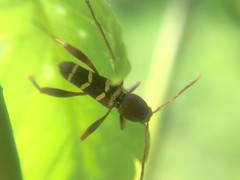 Neoclytus acuminatus